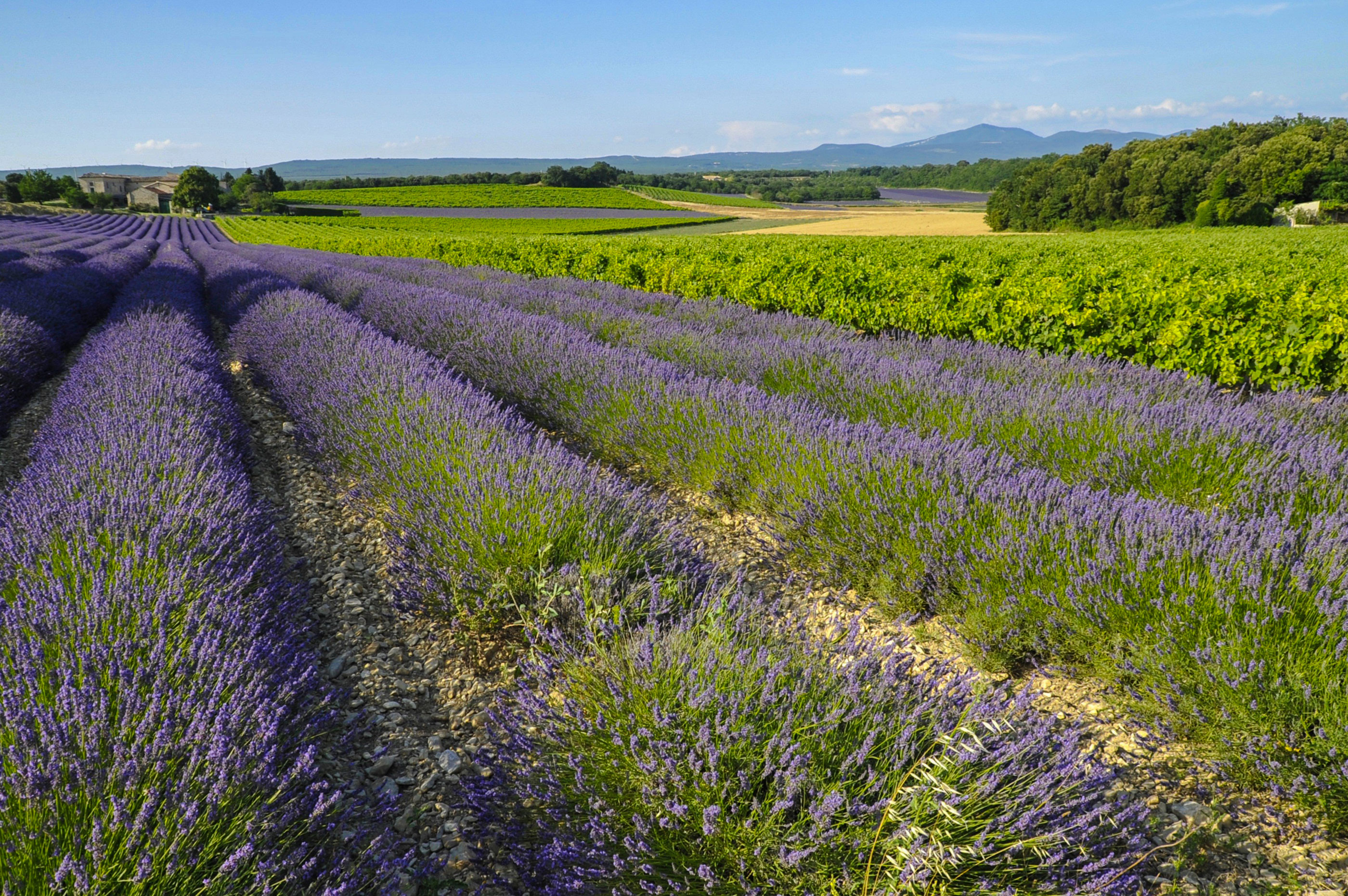 Trek - Randonnée pédestre - Terres de Haute Provence