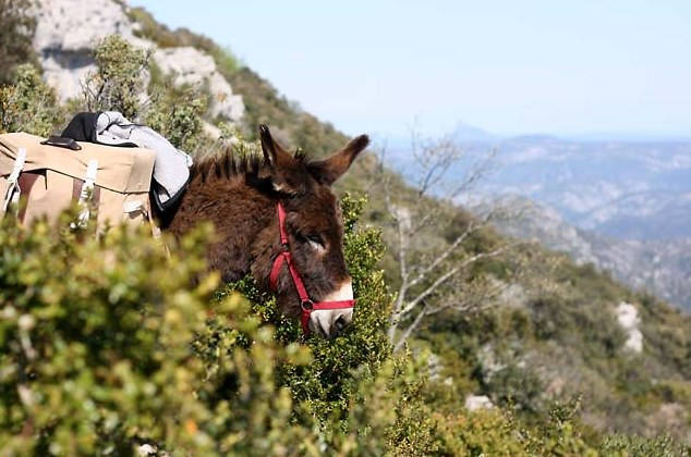 Voyage avec ânes - Larzac et Navacelles avec un âne