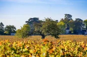 Dijon_Macon_Safrantours_6.jpg