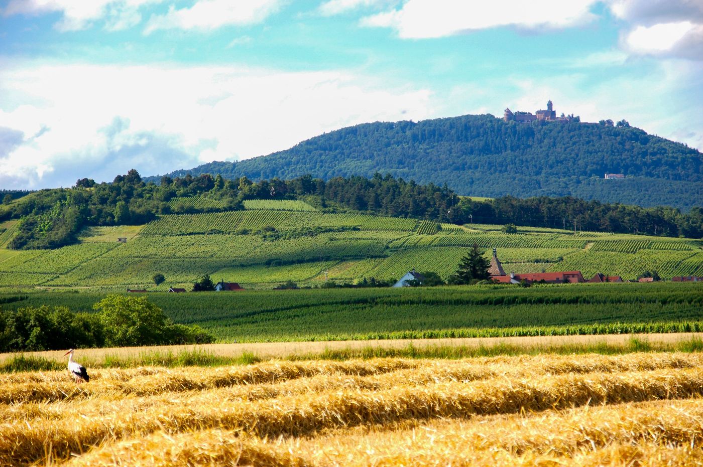 Alsace_velo_Safrantours_10.jpg