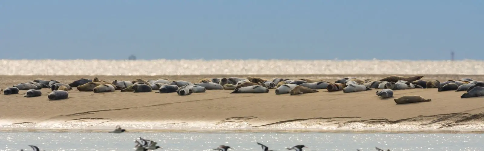 Baie_de_Somme_velo_Safrantours_15.jpg