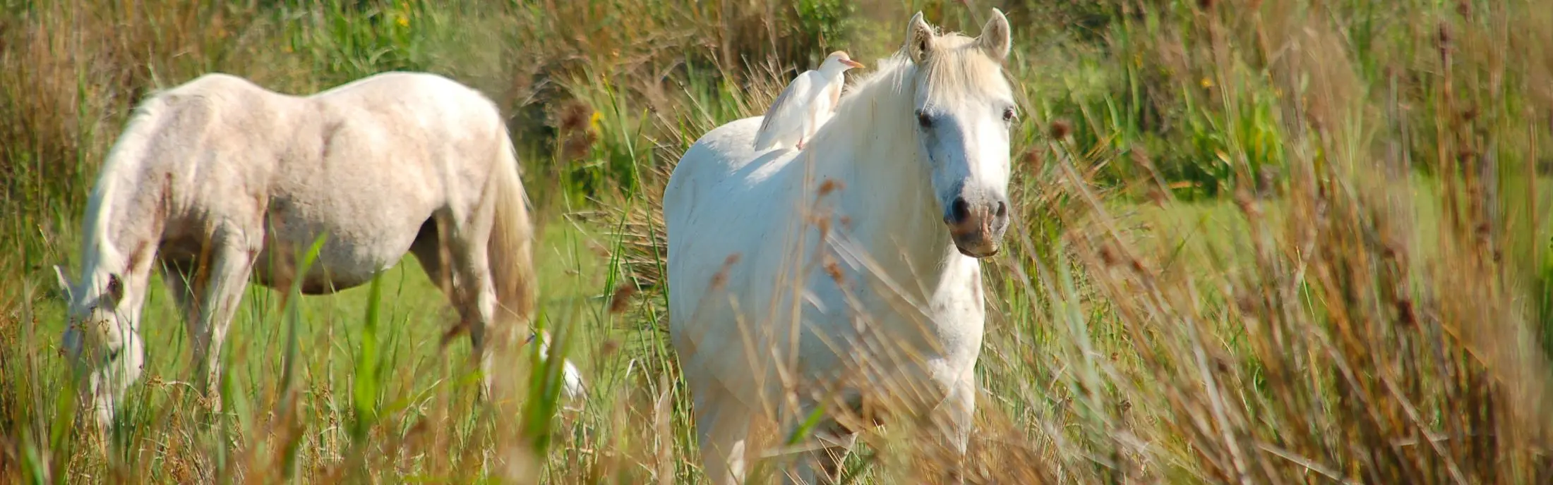 Provence_Camargue_velo_Safrantours_6.jpg