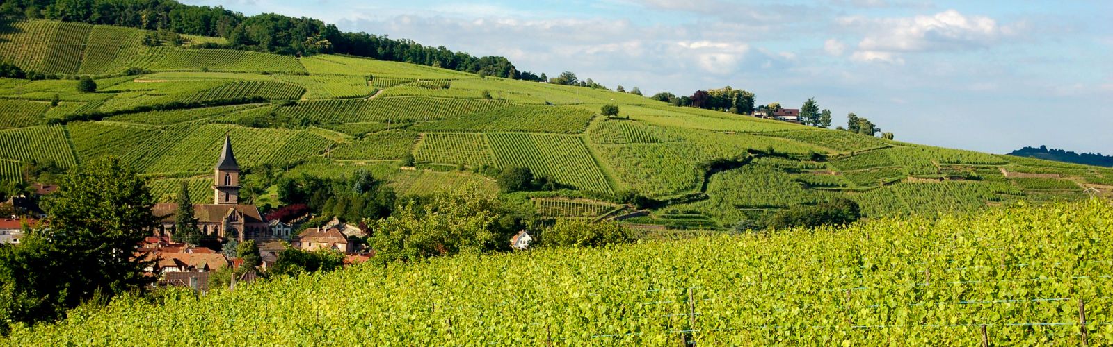 Alsace_velo_Safrantours_11.jpg